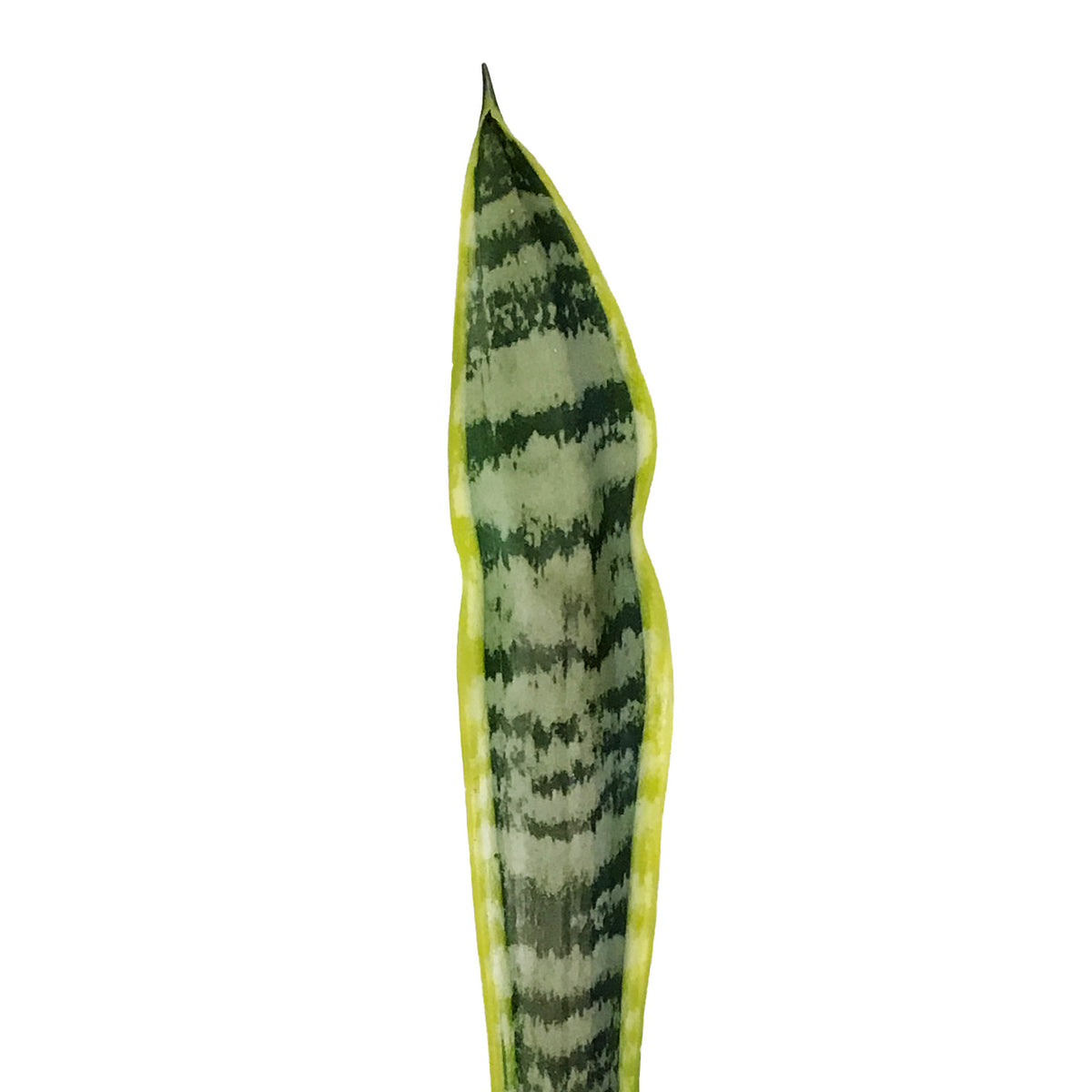 Sansevieria, 4in, Laurentii
