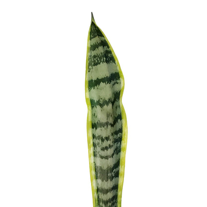 Sansevieria, 4in, Laurentii