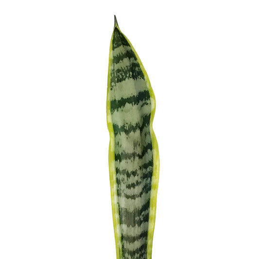 Sansevieria, 4in, Laurentii
