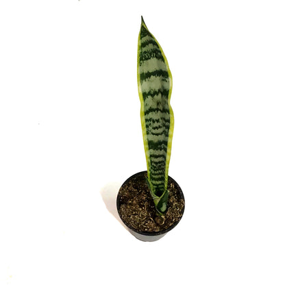 Sansevieria, 4in, Laurentii