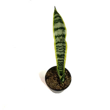 Load image into Gallery viewer, Sansevieria, 4in, Laurentii
