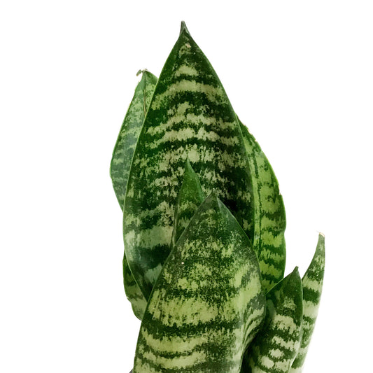Sansevieria, 4in, Robusta Superba