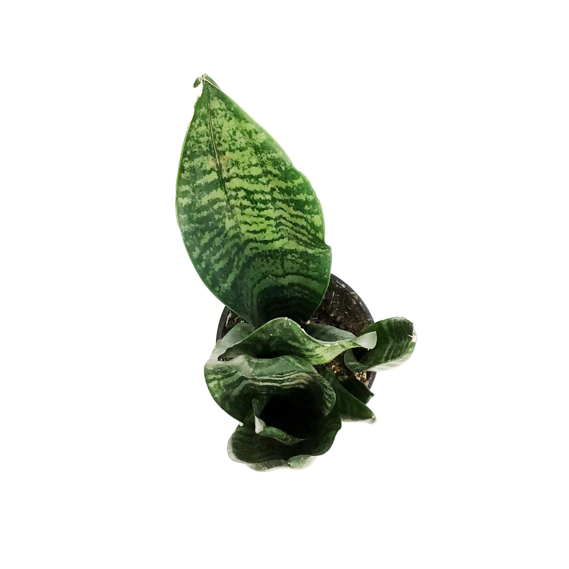 Sansevieria, 4in, Robusta Superba – Floral Acres Greenhouse