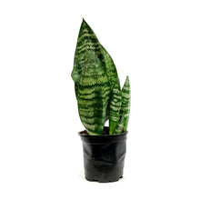 Load image into Gallery viewer, Sansevieria, 4in, Robusta Superba
