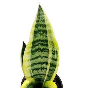 Sansevieria, 4in, Futura Superba