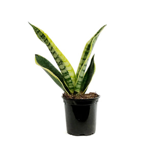 Sansevieria, 4in, Futura Superba