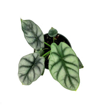 Load image into Gallery viewer, Alocasia, 4in, Silver Dragon
