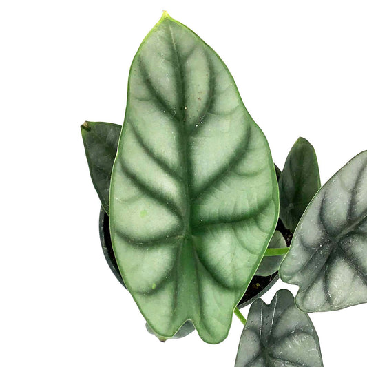 Alocasia, 4in, Silver Dragon