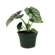 Alocasia, 4in, Silver Dragon