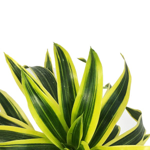 Dracaena, 6in, Song of India