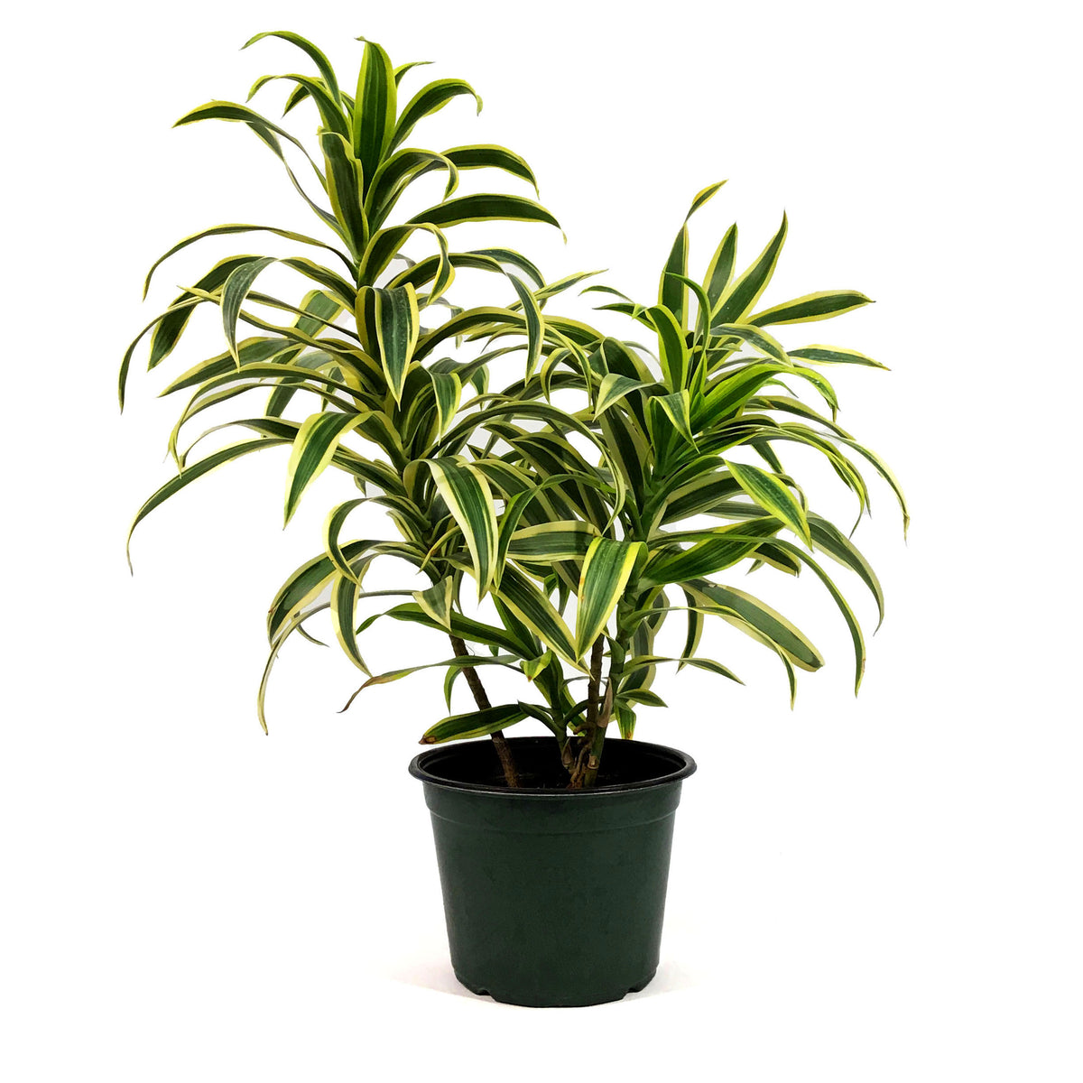Dracaena, 4in, Song of India