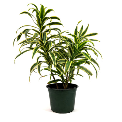 Dracaena, 4in, Song of India