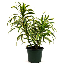 Load image into Gallery viewer, Dracaena, 6in, Song of India
