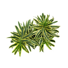 Load image into Gallery viewer, Dracaena, 6in, Song of India
