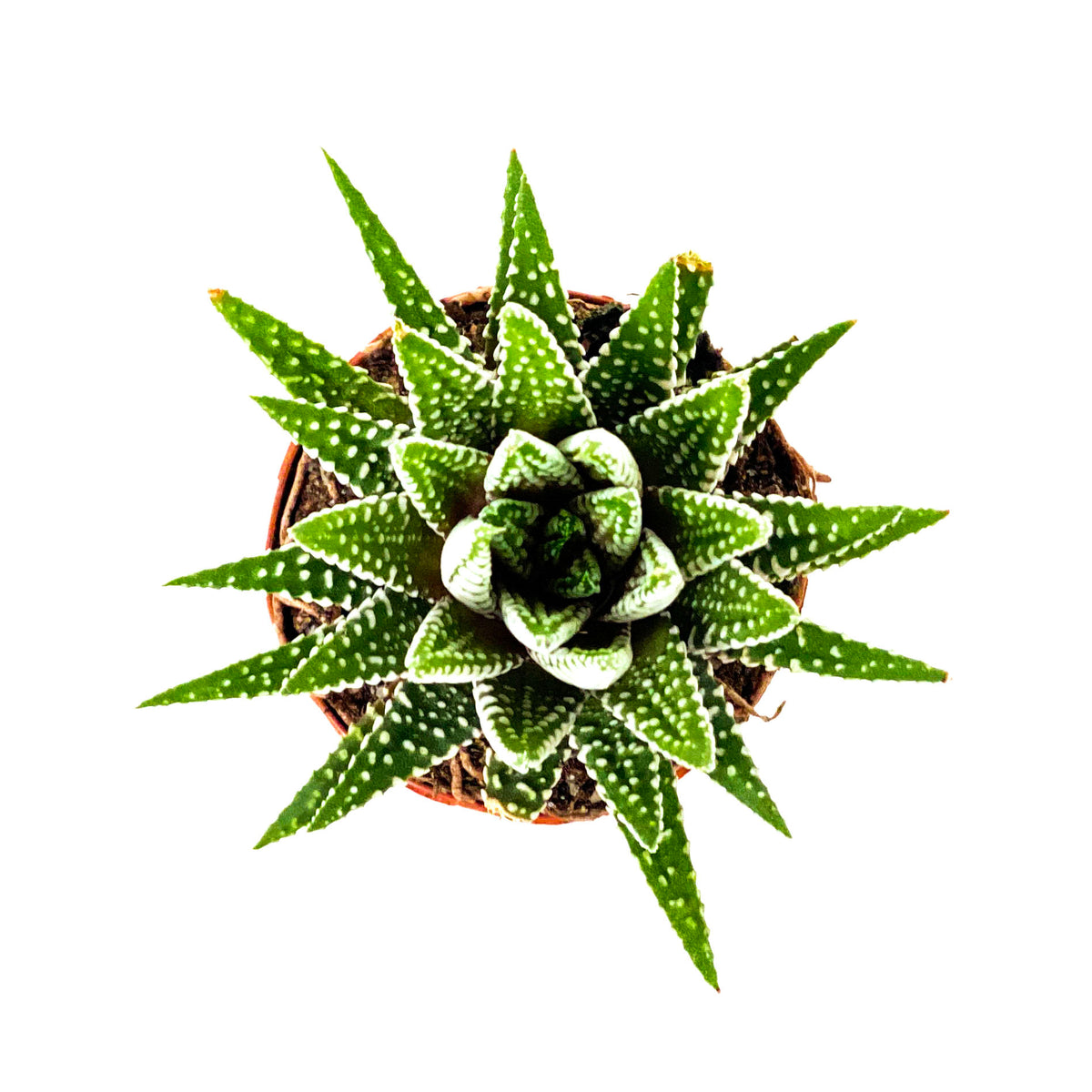 Haworthia, 2in, Big Band
