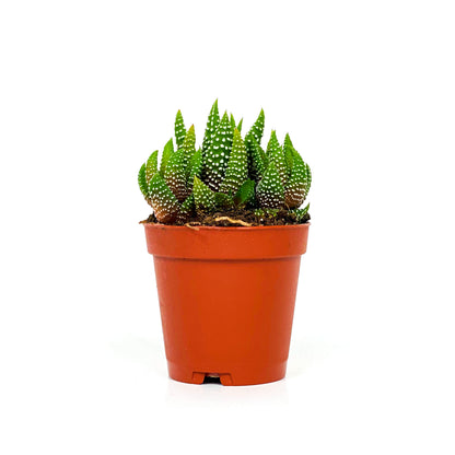 Haworthia, 2in, Fasciata Concolor