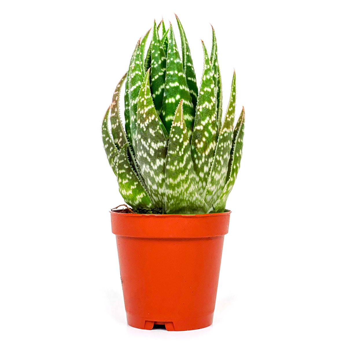Haworthia, 2in, Gasteraloe