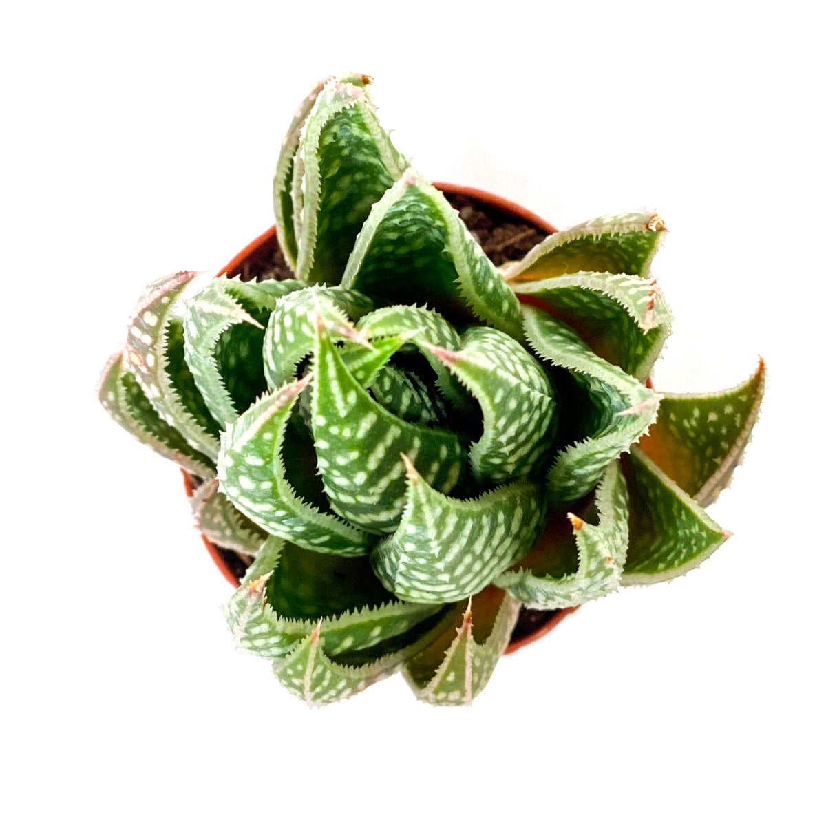 Haworthia, 2in, Gasteraloe