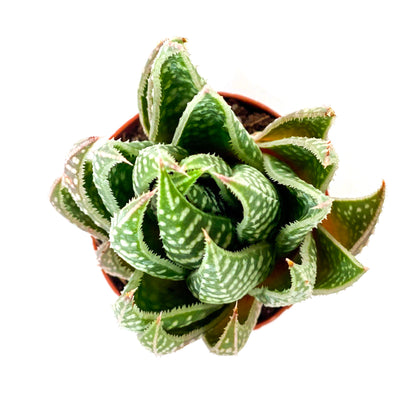Haworthia, 2in, Gasteraloe