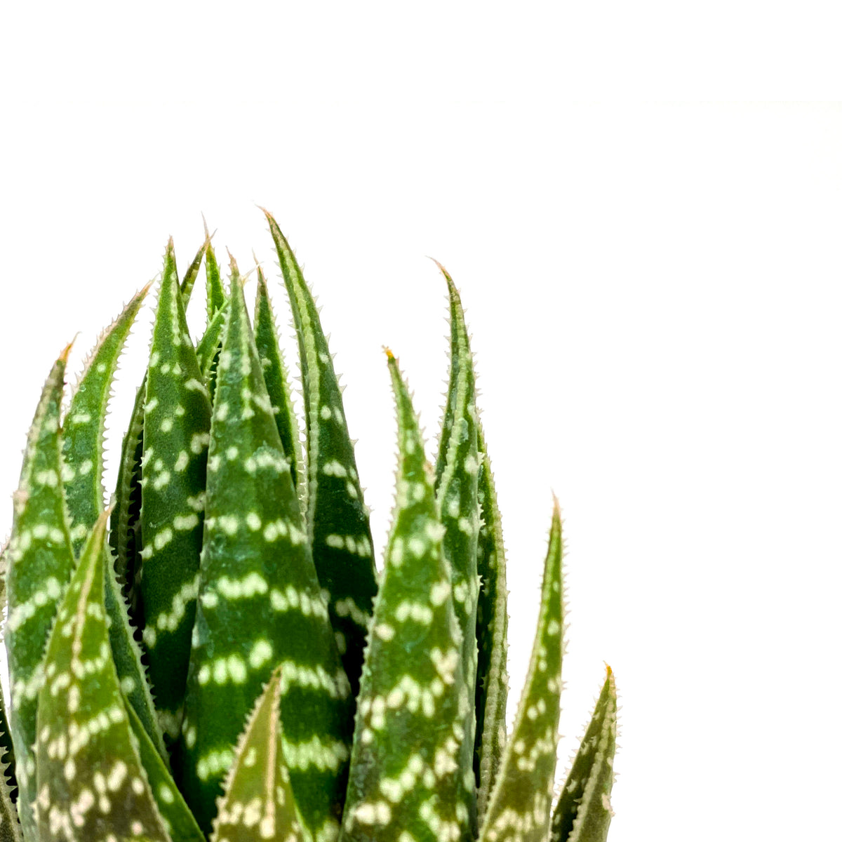 Haworthia, 2in, Gasteraloe