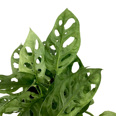 Monstera, 6in, Adansonii Swiss Cheese