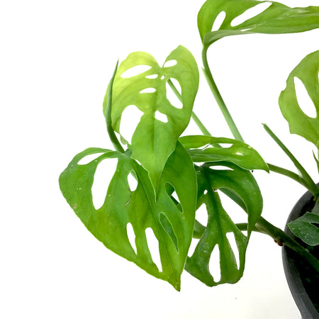 Monstera, 6in HB, Adansonii Swiss Cheese