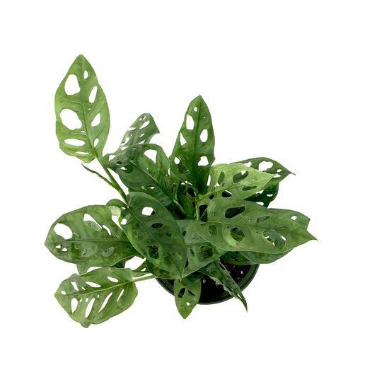 Monstera, 6in, Adansonii Swiss Cheese