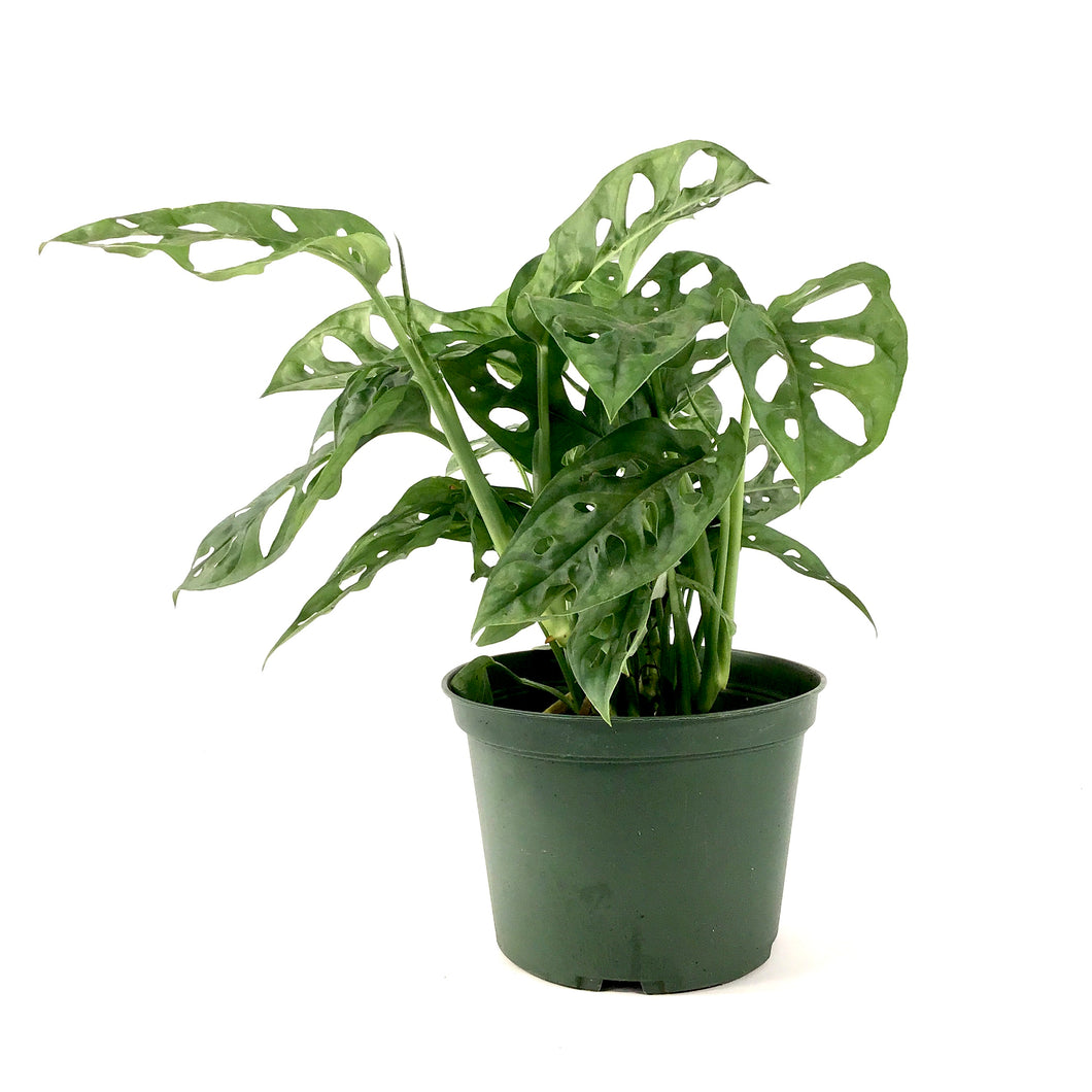 Monstera, 6in, Adansonii Swiss Cheese