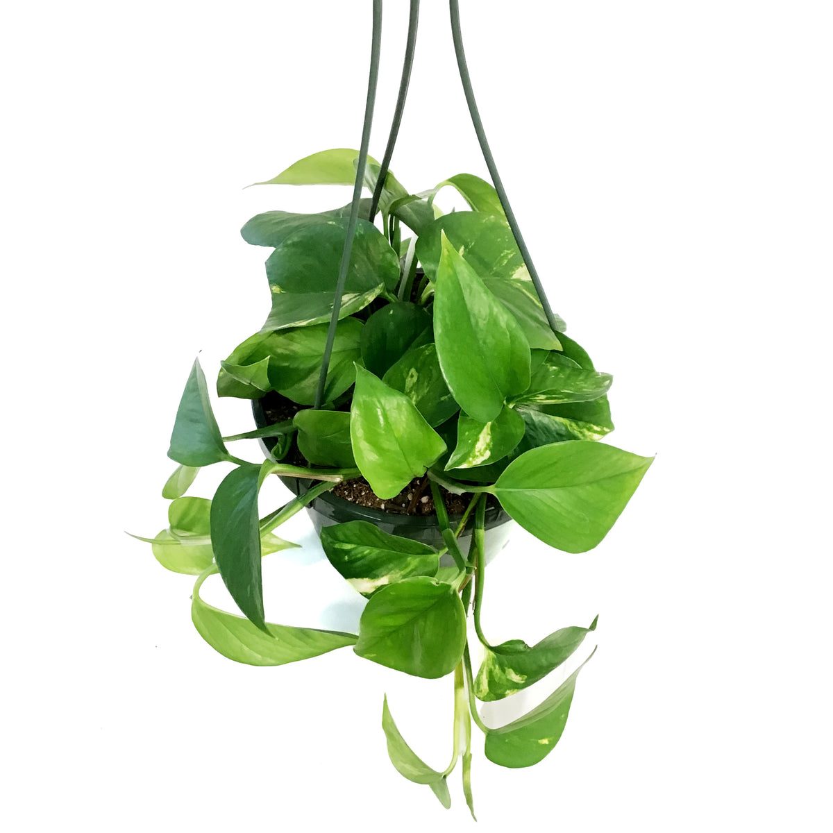 Pothos, 8in, Golden, Hanging Basket