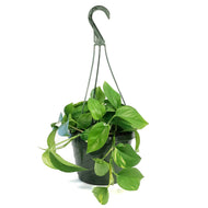 Pothos, 8in, Golden, Hanging Basket