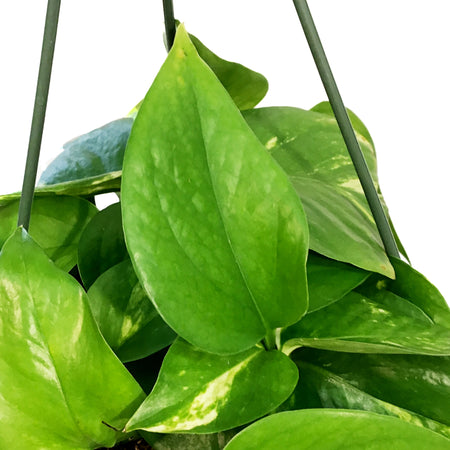 Pothos, 8in, Golden, Hanging Basket