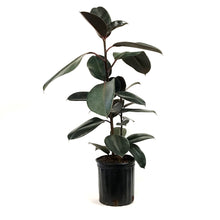 Load image into Gallery viewer, Ficus, 8in, Burgundy Bush
