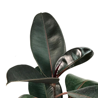Ficus, 8in, Burgundy Bush