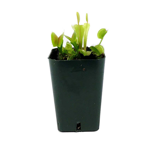 Venus Flytrap, 2.5in, Green Dente