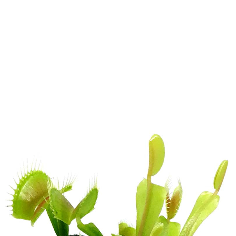 Venus Flytrap, 2.5in, Green Dente