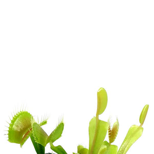 Venus Flytrap, 2.5in, Green Dente