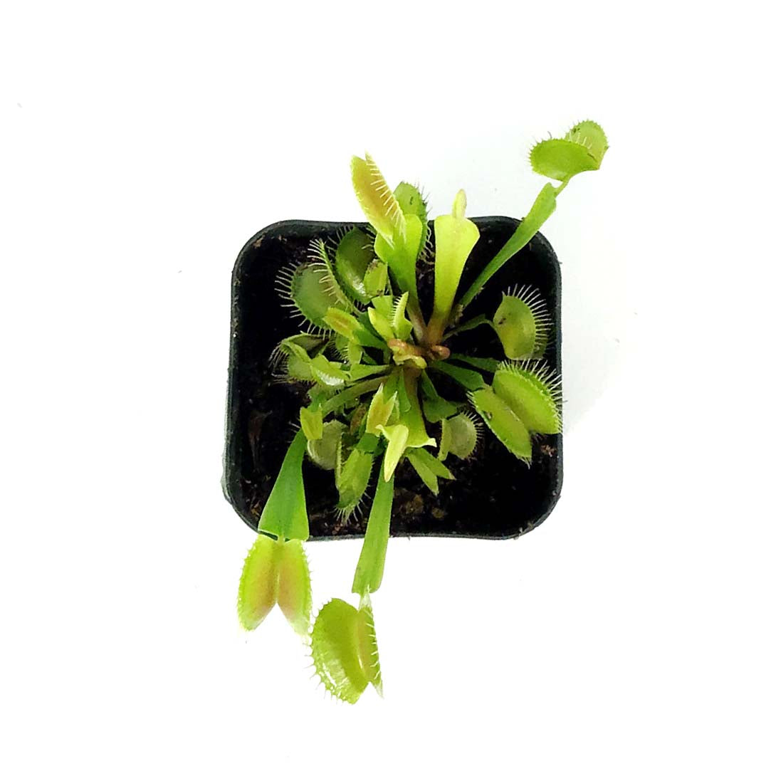 Venus Flytrap, 2.5in, Green Dente