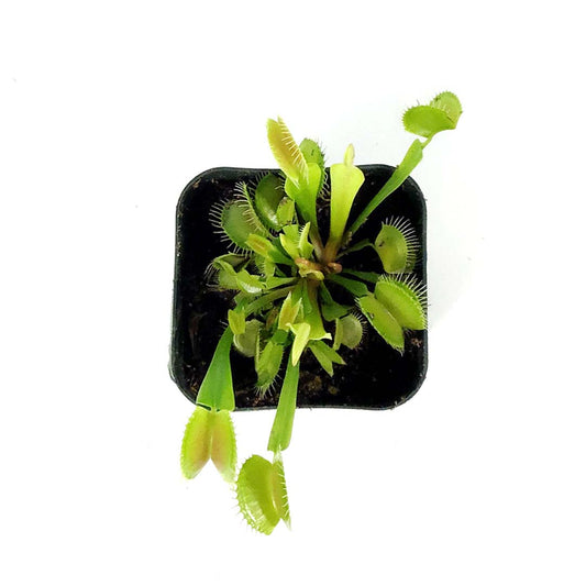 Venus Flytrap, 2.5in, Green Dente
