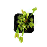 Venus Flytrap, 2.5in, Green Dente
