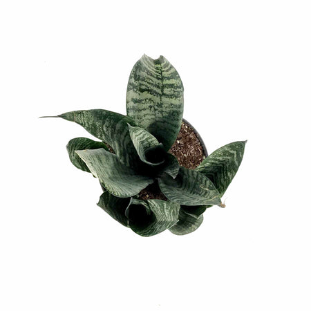 Sansevieria, 6in, Robusta