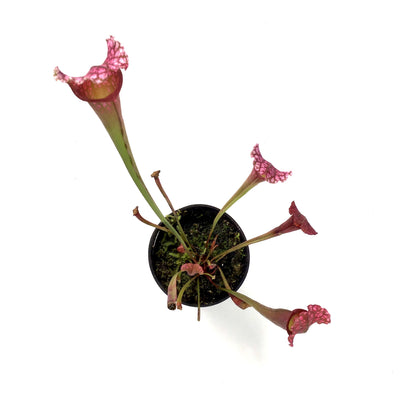 Sarracenia, 3.5in, Juthatip Soper - Floral Acres Greenhouse & Garden Centre