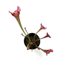 Load image into Gallery viewer, Sarracenia, 3.5in, Juthatip Soper - Floral Acres Greenhouse &amp; Garden Centre
