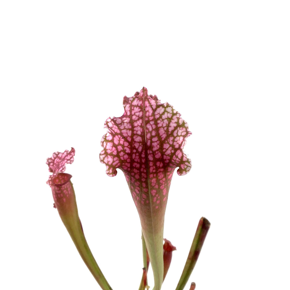 Sarracenia, 3.5in, Juthatip Soper - Floral Acres Greenhouse & Garden Centre
