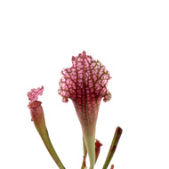 Sarracenia, 3.5in, Juthatip Soper - Floral Acres Greenhouse & Garden Centre