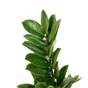 ZZ Plant, 8in, Zamioculcas Zamiifolia