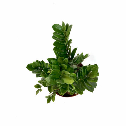 ZZ Plant, 8in, Zamioculcas Zamiifolia