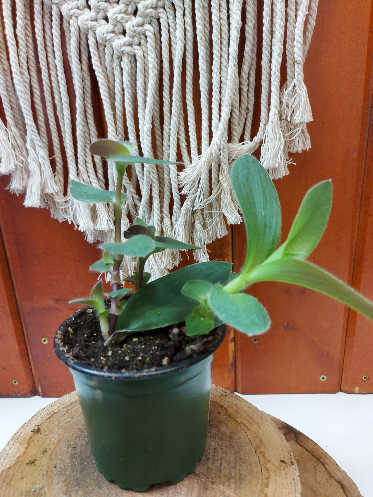 Zebrina, 4in, Red Hill - Floral Acres Greenhouse & Garden Centre