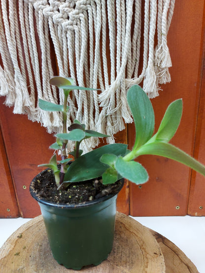 Zebrina, 4in, Red Hill - Floral Acres Greenhouse & Garden Centre