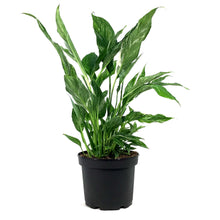 Load image into Gallery viewer, Spathiphyllum, 6in, Domino Peace Lily
