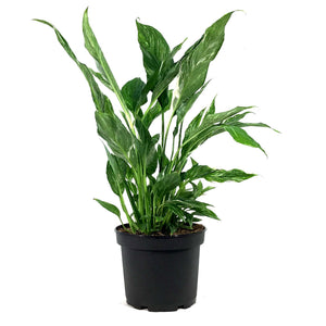 peace lily stephanie Spathiphyllum, 6in, Domino Peace Lily – Floral Acres Greenhouse & Garden Centre